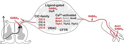 Chloride – The Underrated Ion in Nociceptors